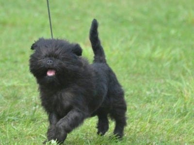 A Affenpinscher