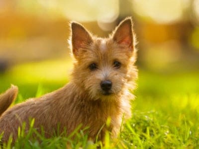 A Norwich Terrier