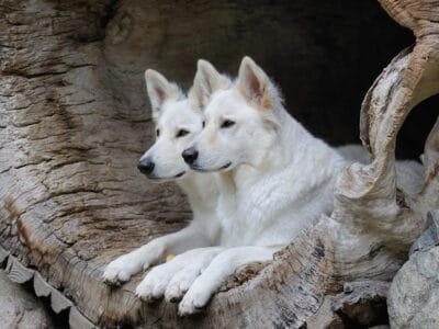 A Berger Blanc Suisse