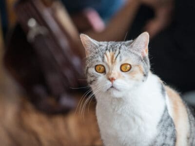 A American Wirehair Traits: What to Know Before You Buy