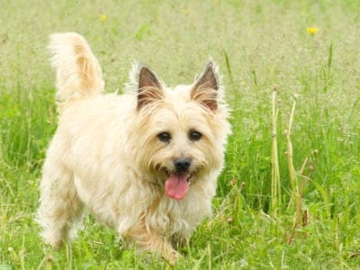 A Cairn Terrier