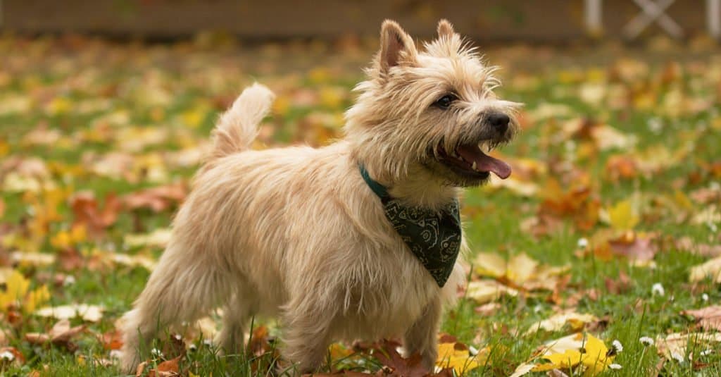 A Cairn Terrier standing in a field.