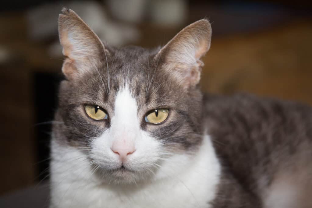 American wirehair indoors