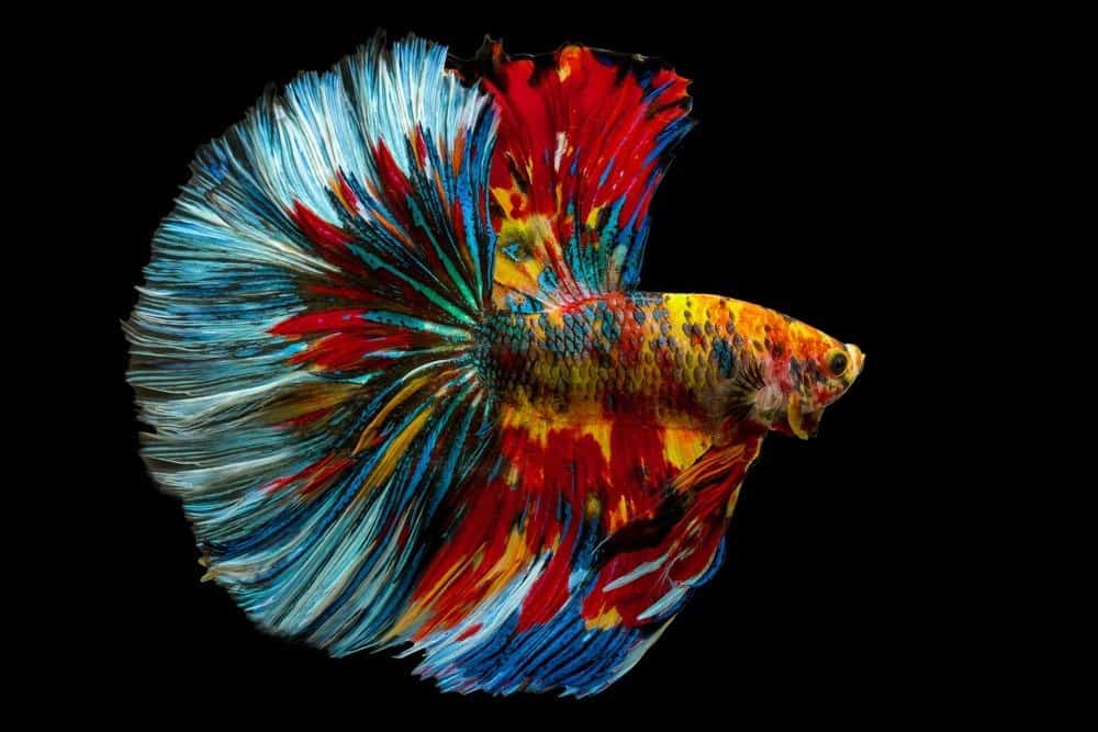 Betta splendens, Siamese fighting fish, Fancy Rainbow multi color half moon long tail isolated on black background