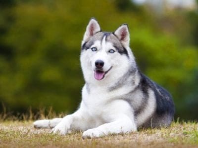 A Siberian Husky