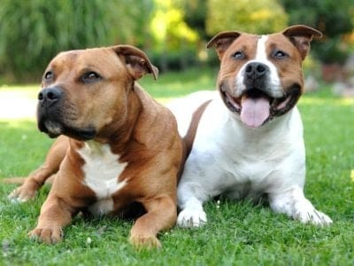 A Staffordshire Bull Terrier