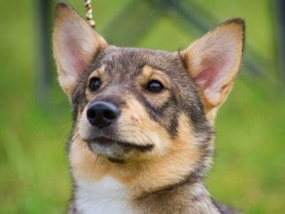 A Swedish Vallhund