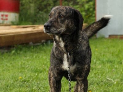 A Treeing Tennessee Brindle