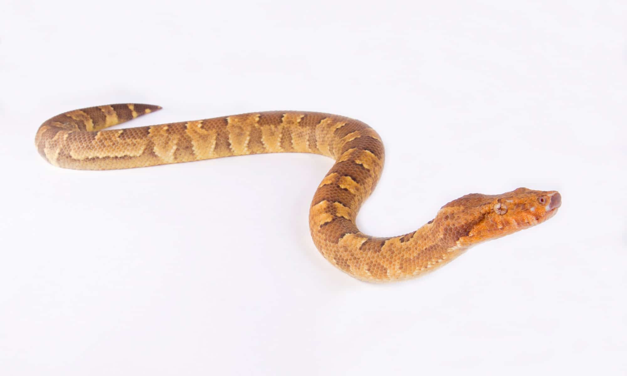 Viper Boa - Facts and Beyond | Animal-Kingdom.wiki