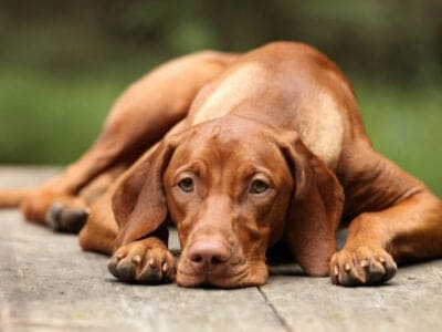 A Vizsla