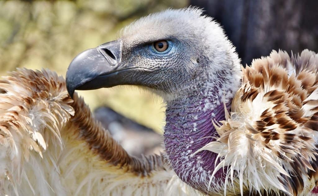 Vulture close-up