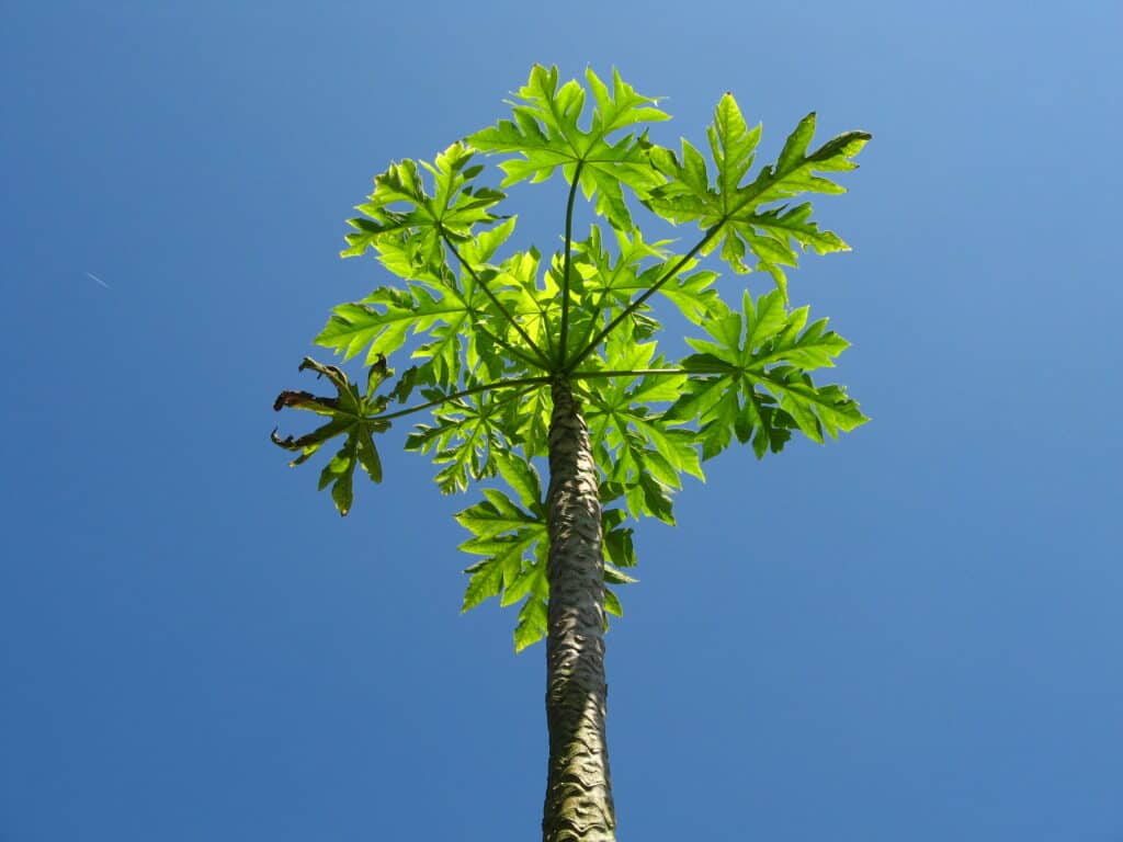 Papaya tree