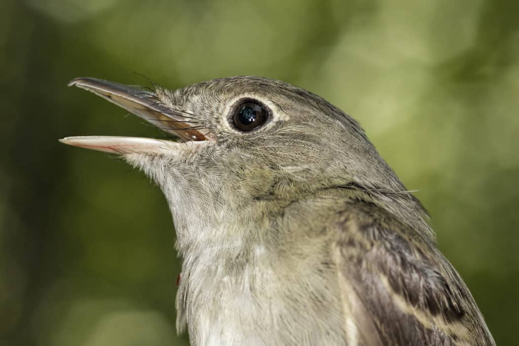 Acadian Flycatcher