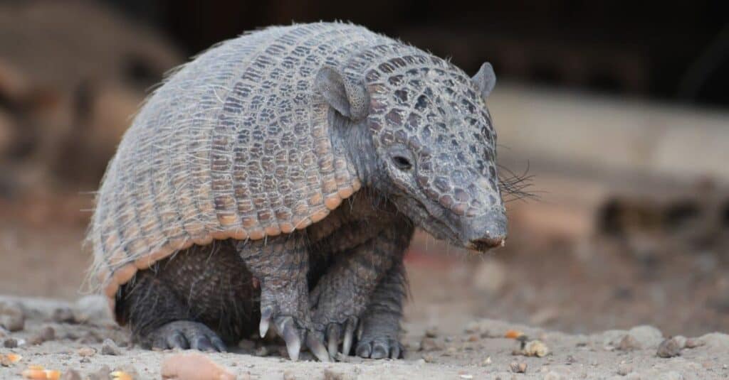 Animals With the Toughest Skin-Armadillo