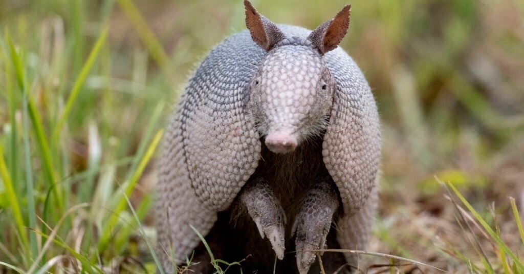 Are Armadillos Mammals