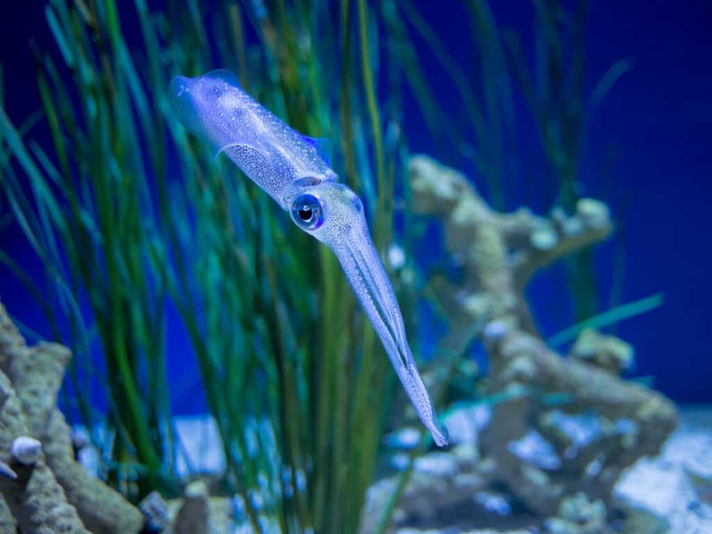 Bigfin reef squid