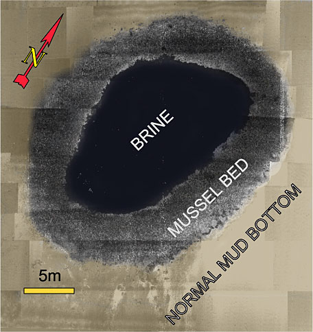 Brine Pool Gulf of Mexico