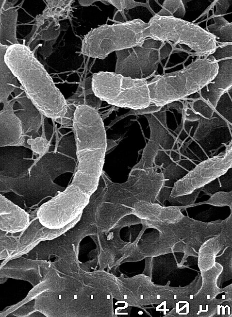 chemosynthetic bacteria