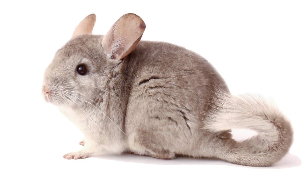 Chinchilla (Chinchilla Lanigera) - standing against white background