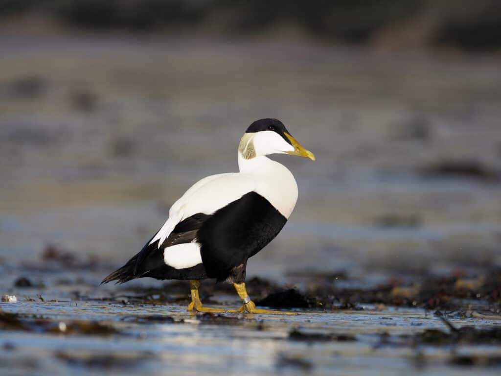 Common Eider