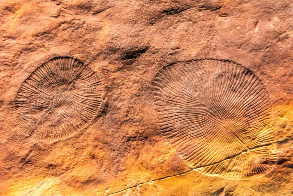 Dickinsonia fossils