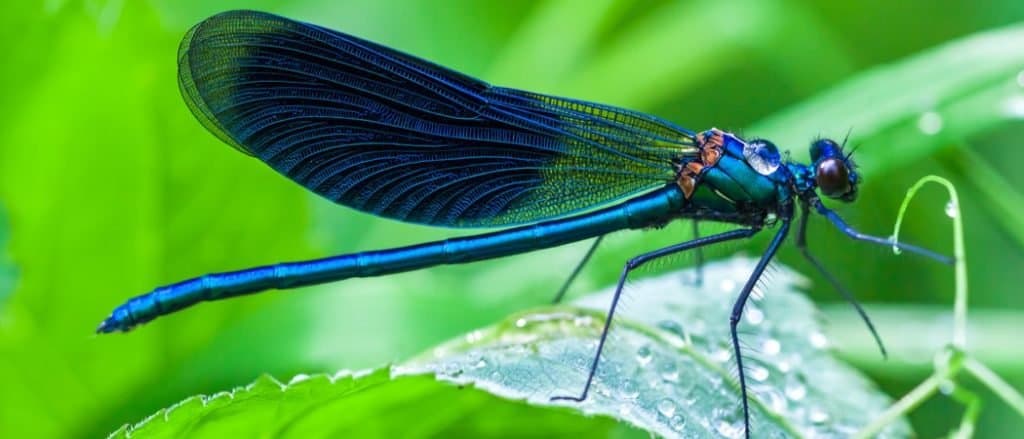 the blue dragonfly sits on a grass on a meadow