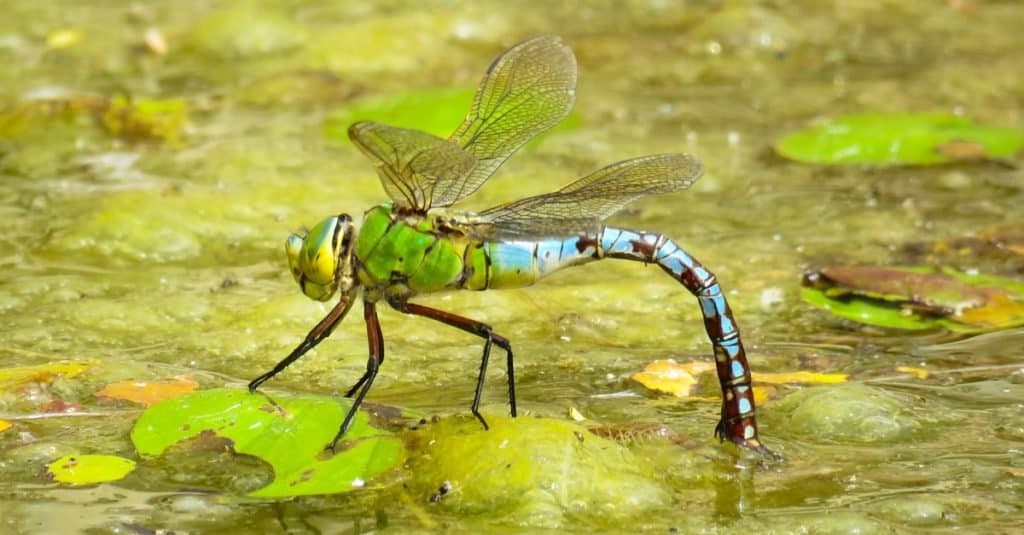 Emperor Dragonfly on a pond, UK