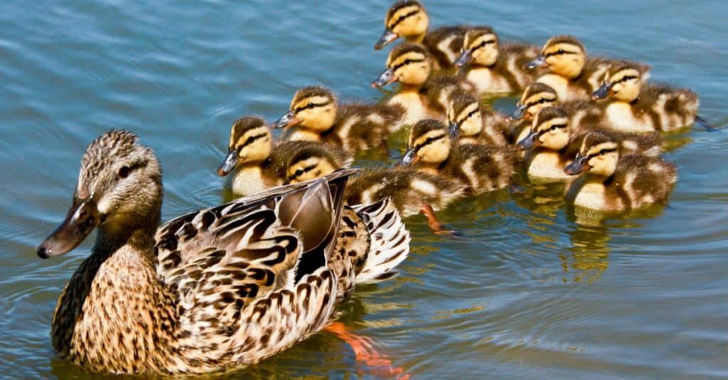 Mallard Duck with her Ducklings