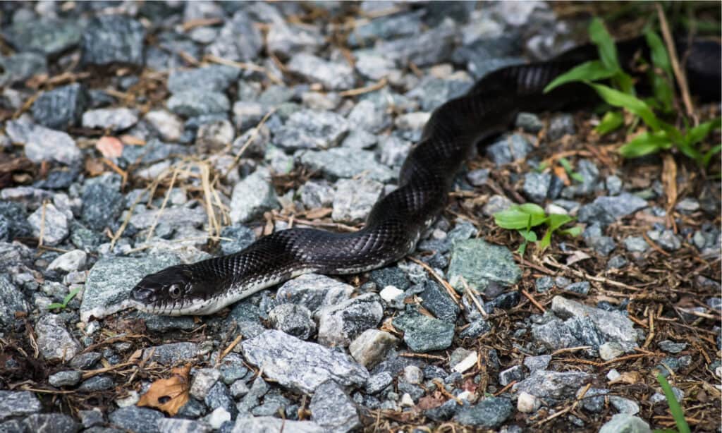 Black racer snake, Coluber constrictor priapus, a subspecies of the Eastern racer, is a fairly slender, solid black snake.