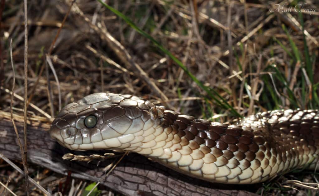 Eastern tiger snake- side view