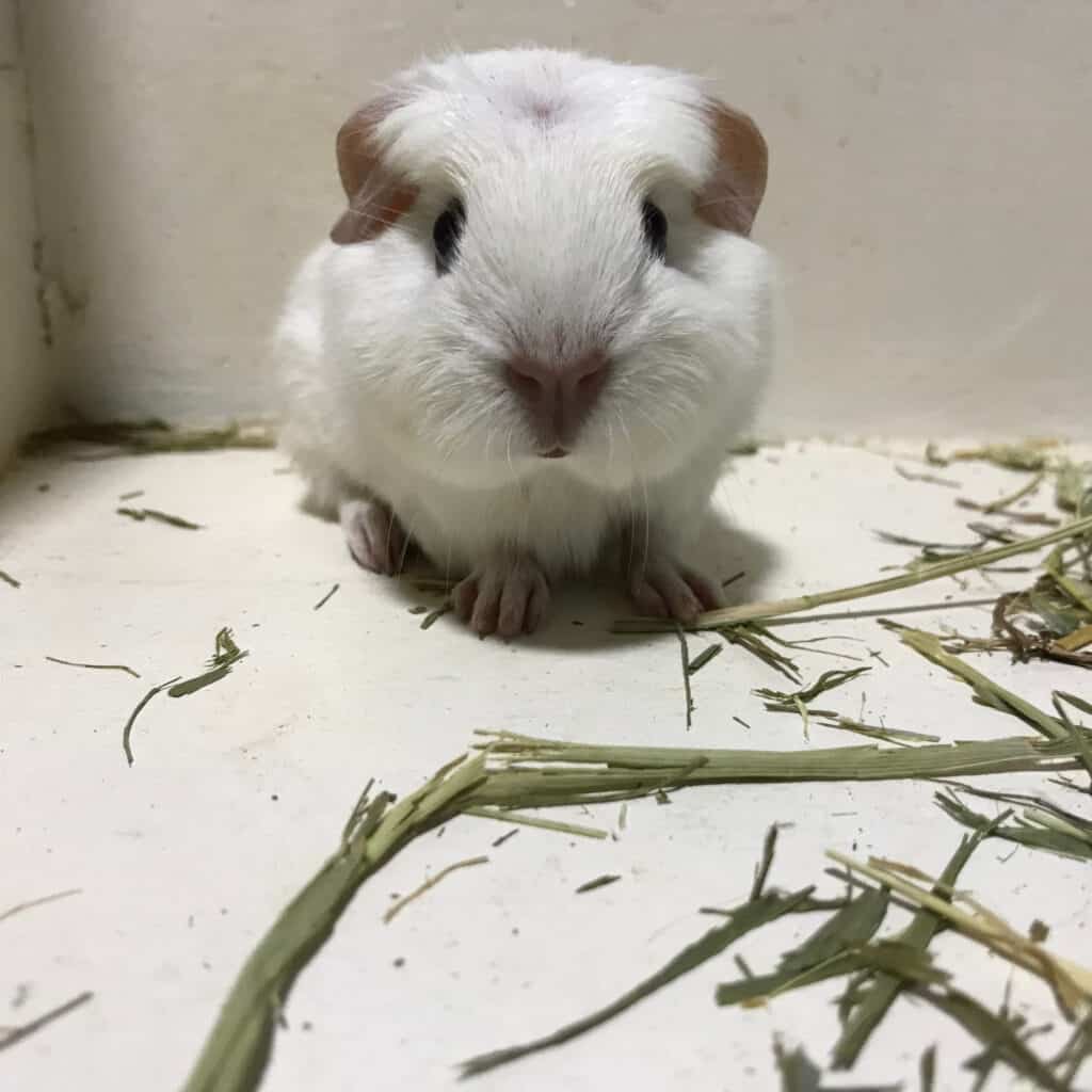 English Crested Guinea Pig