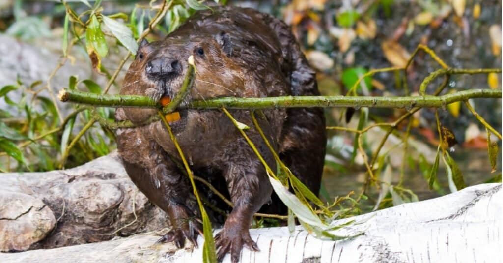 Eurasian beaver working