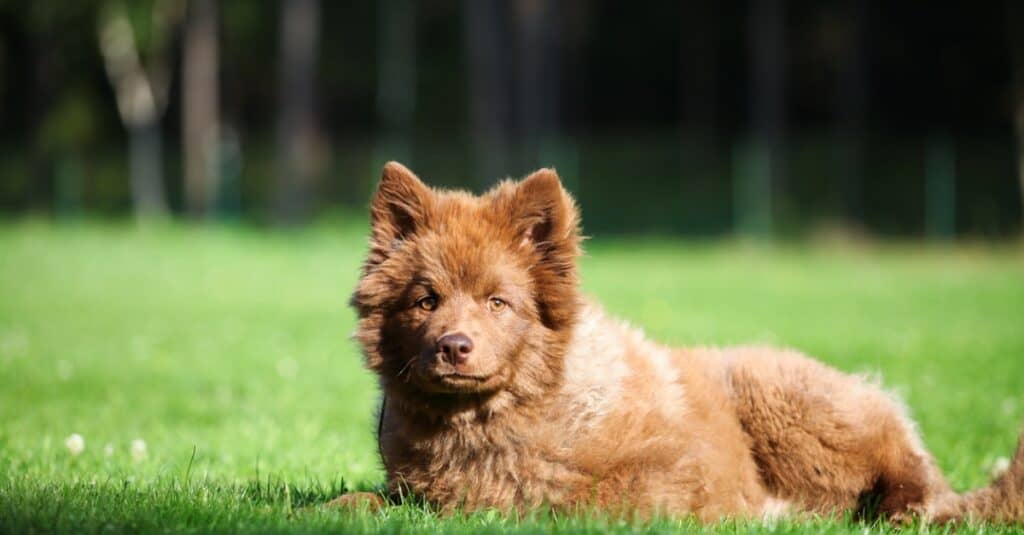 Finnish lapphund laying in the grass