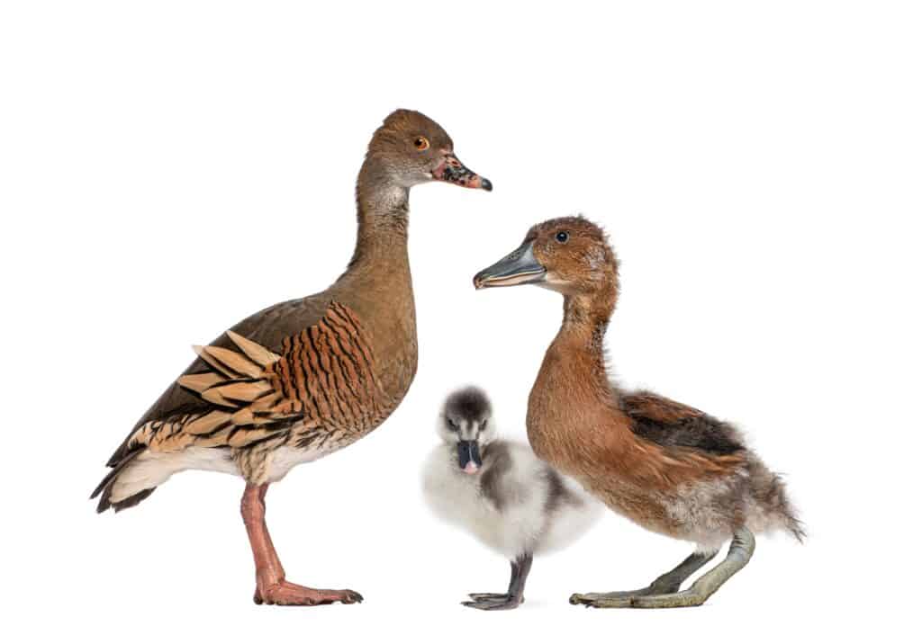 Fulvous Whistling Duck