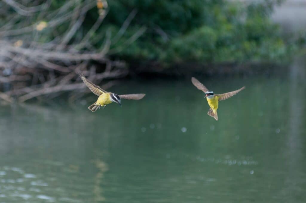 Two Great Kiskadee