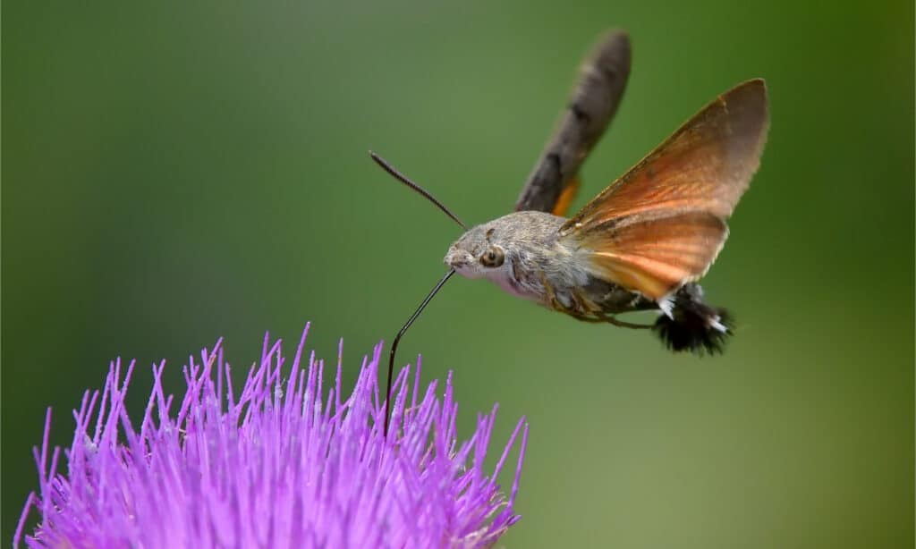 Hummingbird Hawk-Moth feeding from a purple flower with its long proboscis