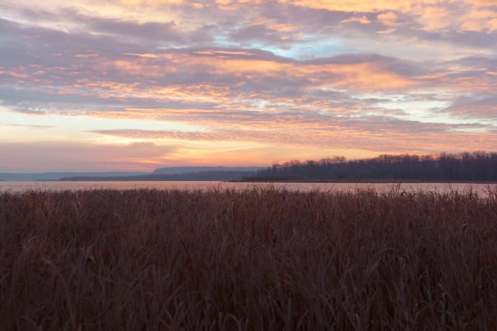 Marsh on Mississippi River