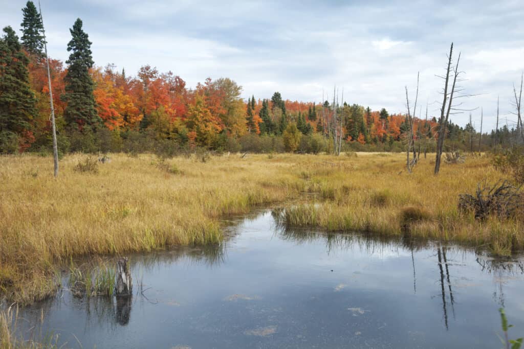 Northern Minnesota wetland