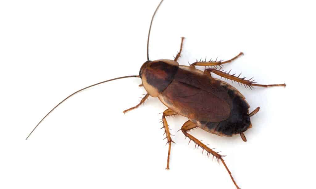 Pennsylvania Wood cockroach is light, yellowish brown in colour with pale colouration along the wing margin.