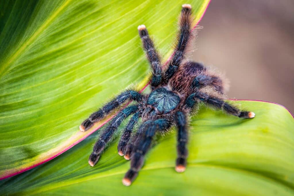 Pink-toed Tarantula