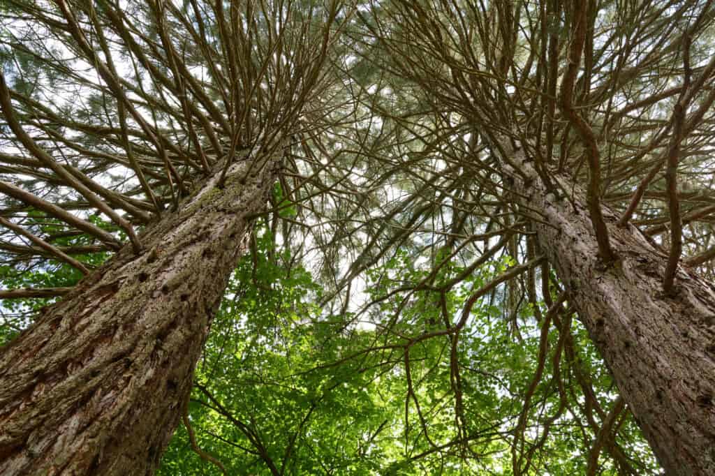 coast redwoods from below