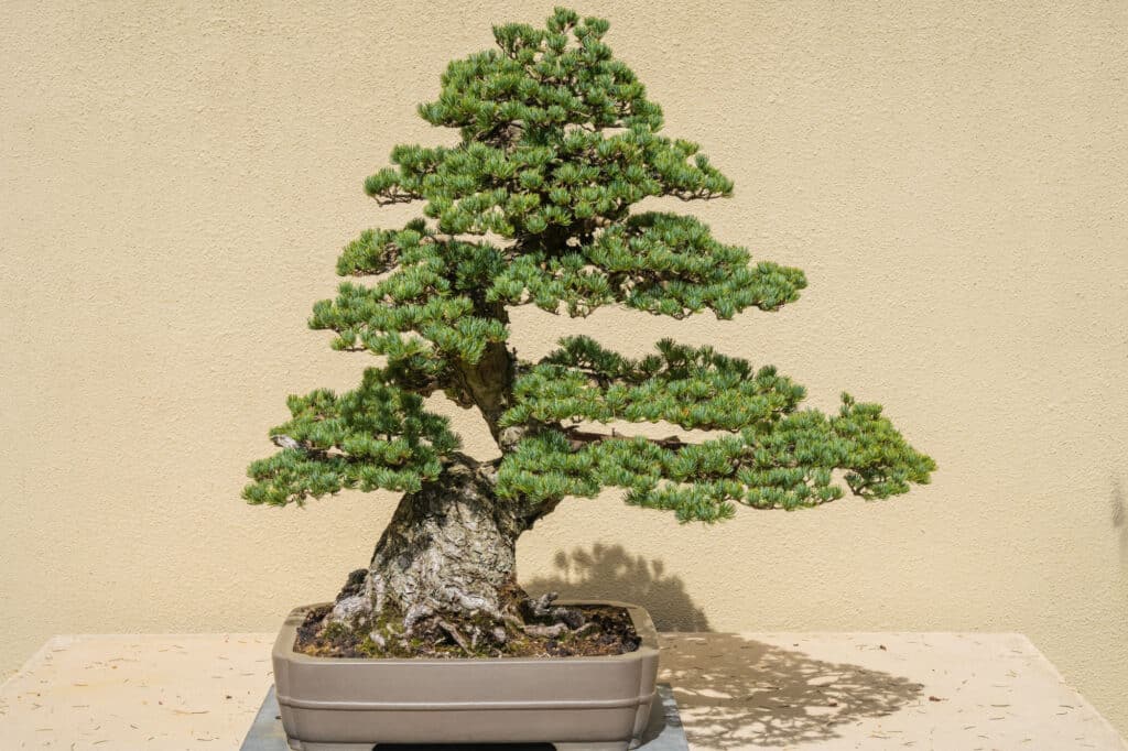 Types of Bonsai Trees