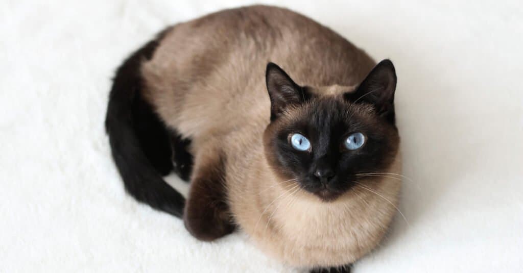 Siamese Cats - Classic Siamese Cat