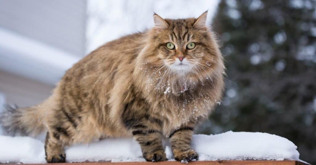 Tallest cats - Siberian cat