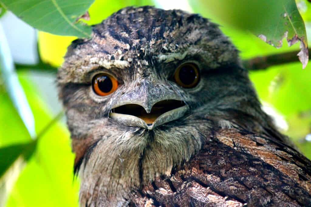 Tawny Frogmouth