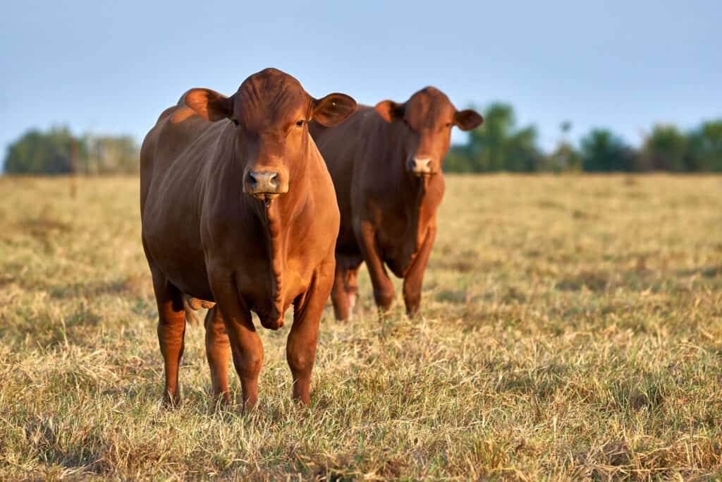 Two Senepol Bulls Grazing in Field