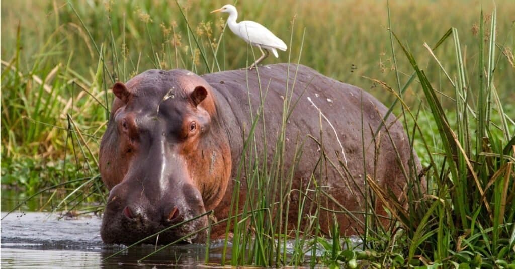 What Do Hippos Eat