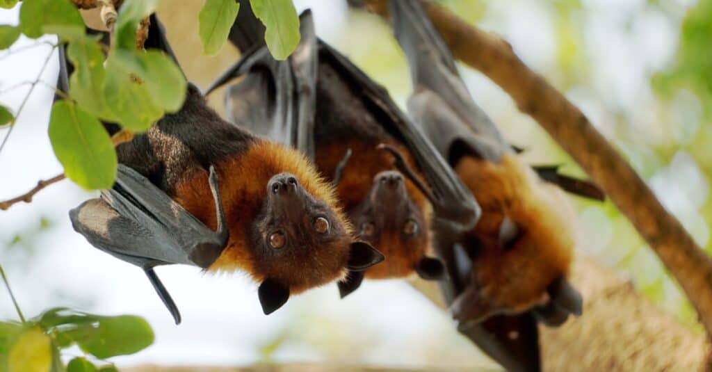 bats hanging upside down