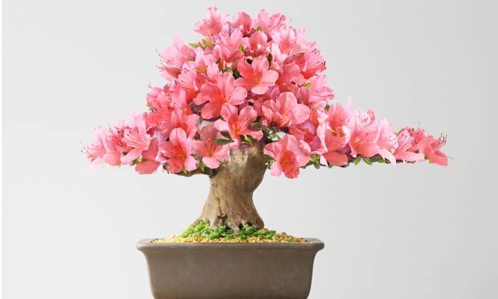 types of bonsai trees 