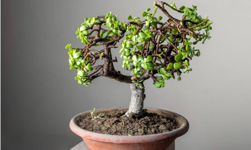 types of bonsai trees 